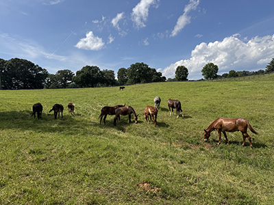 Boarding & Horse Hotel