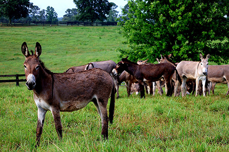 Big Burro Shootout Donkey Pick Up